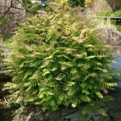 SORBARIA sorbifolia 'Sem'® - Fausse spirée