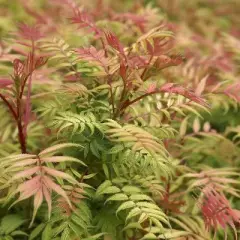 SORBARIA sorbifolia 'Sem'® - Fausse spirée