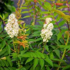 SORBARIA sorbifolia 'Sem'®