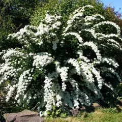 SPIRAEA cinerea 'Graciosa' - Spirée dentelée