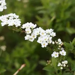 SPIRAEA cinerea 'Graciosa' - Spirée arguta 'Graciosa'