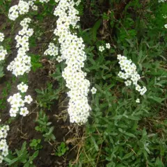SPIRAEA cinerea 'Graciosa' - Spirée arguta 'Graciosa'