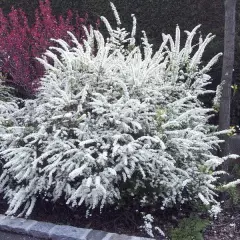 SPIRAEA cinerea 'Graciosa' - Spirée arguta 'Graciosa'