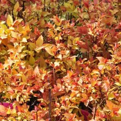 SPIRAEA japonica 'Firelight' - Spirée japonaise dorée