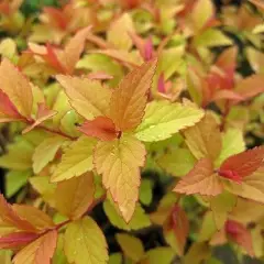 SPIRAEA japonica 'Firelight' - Spirée japonaise dorée