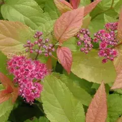 SPIRAEA japonica 'Firelight' - Spirée japonaise dorée