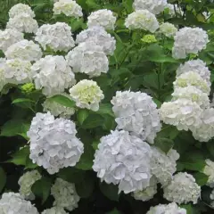 HYDRANGEA macrophylla 'Mme Emile Mouillère' - Hortensia