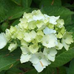 HYDRANGEA macrophylla 'Mme Emile Mouillère' - Hortensia à fleurs blanches 'Mme emile Moullière'