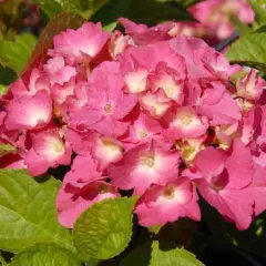 HYDRANGEA macrophylla 'Rosita' - Hortensia