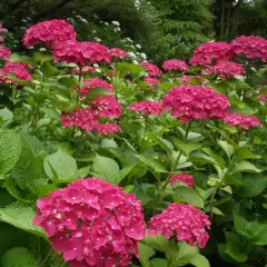 HYDRANGEA macrophylla 'Rosita' - Hortensia