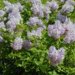 SYRINGA patula 'Miss Kim' - Lilas de chine, Lilas de Mandchourie