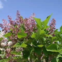 SYRINGA patula 'Miss Kim' - Lilas de chine, Lilas de Mandchourie