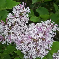 SYRINGA patula 'Miss Kim' - Lilas de chine, Lilas de Mandchourie