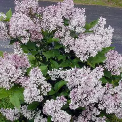 SYRINGA patula 'Miss Kim' - Lilas de chine, Lilas de Mandchourie