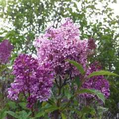 SYRINGA prestoniae 'Minuet' - Lilas