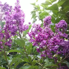 SYRINGA prestoniae 'Minuet' - Lilas