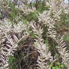 TAMARIX ramosissima 'Hulsdonk White'® - Tamaris blanc, tamaris d'été