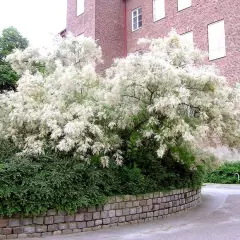 TAMARIX ramosissima 'Hulsdonk White'®