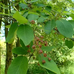 AMELANCHIER laevis - Amélanchier lisse