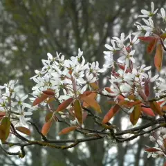 AMELANCHIER laevis - Amélanchier lisse