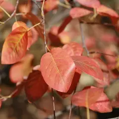 AMELANCHIER laevis - Amélanchier lisse