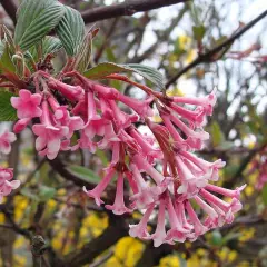 VIBURNUM bodnantense 'Charles Lamont' - Viorne d'hiver 'Charles Lamont'