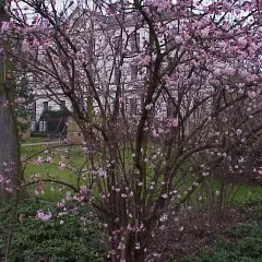 VIBURNUM bodnantense 'Charles Lamont' - Viorne d'hiver 'Charles Lamont'