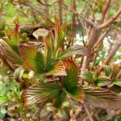 VIBURNUM bodnantense 'Charles Lamont' - Viorne d'hiver 'Charles Lamont'