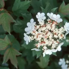 VIBURNUM opulus 'Nanum' - Viorne obier naine