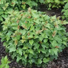 VIBURNUM opulus 'Nanum' - Viorne obier naine