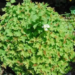 VIBURNUM opulus 'Nanum' - Viorne obier naine