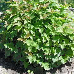 VIBURNUM opulus 'Nanum' - Viorne obier naine