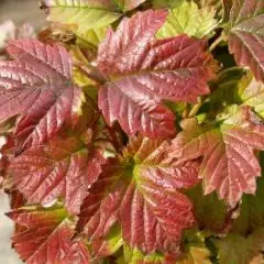 VIBURNUM opulus 'Nanum' - Viorne obier naine