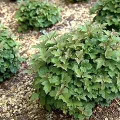 VIBURNUM opulus 'Nanum' - Viorne obier naine