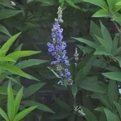 VITEX agnus-castus 'Latifolia' - Gatillier, Arbre au poivre