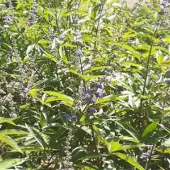 VITEX agnus-castus 'Latifolia' - Gattilier Arbre au poivre