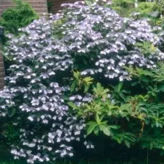 HYDRANGEA macrophylla 'Mariesii Perfecta' - Hortensia