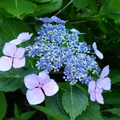 HYDRANGEA macrophylla 'Mariesii Perfecta' - Hortensia à fleurs plates bleues 'Mariesii Perfecta'