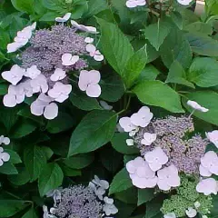 HYDRANGEA macrophylla 'Mariesii Perfecta' - Hortensia à fleurs plates bleues 'Mariesii Perfecta'