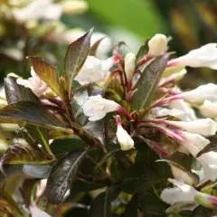 WEIGELIA 'Ebony and Ivory' - Weigéla, Weigélie fleurie