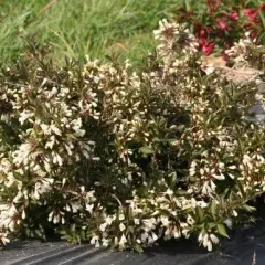 WEIGELIA 'Ebony and Yvory'