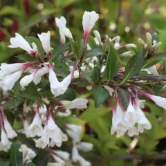 WEIGELIA 'Ebony and Ivory' - Weigéla, Weigélie fleurie