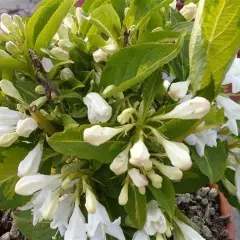 WEIGELIA 'Milk And Honey' - Weigélia 'Milk And Honey'