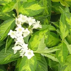 WEIGELIA 'Milk And Honey' - Weigélia 'Milk And Honey'