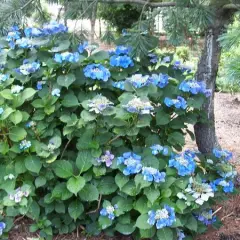 HYDRANGEA macrophylla 'Blue Tilt' - Hortensia