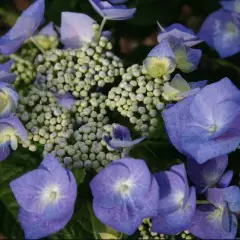 HYDRANGEA macrophylla 'Blue Tilt' - Hortensia