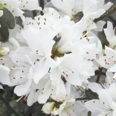 AZALEE japonaise 'Blanche' - Azalée du Japon 'Blanche'