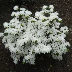 AZALEE japonaise 'Blanche' - Azalée du Japon 'Blanche'