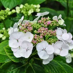 HYDRANGEA macrophylla 'Libelle' - Hortensia à grandes fleurs blanches 'Libelle'