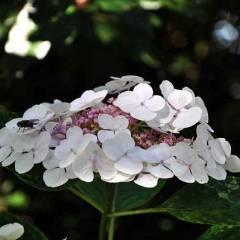 HYDRANGEA macrophylla 'Libelle' - Hortensia à grandes fleurs blanches 'Libelle'